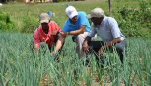 Hundreds of Jamaican young farmers to benefit from pilot project