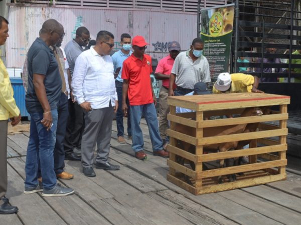 Guyana receives first batch of black belly sheep from Barbados￼