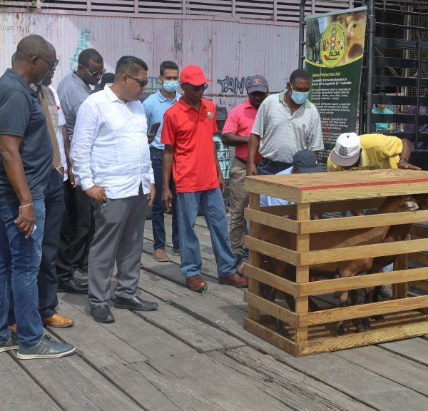 Guyana receives first batch of black belly sheep from Barbados￼