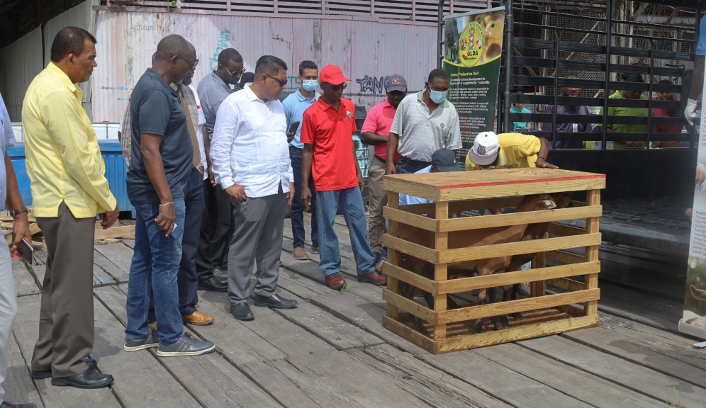 Guyana receives first batch of black belly sheep from Barbados￼