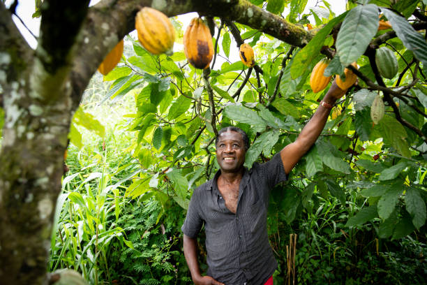 TT cocoa farmers earn $18 million in two years￼